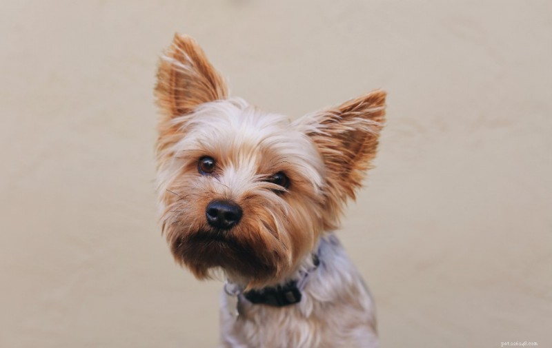 Yorkshire Terrier Breed Guide: Traits, Care, and Companionship