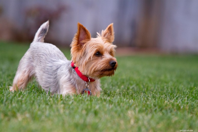 Yorkshire Terrier Breed Guide: Traits, Care, and Companionship