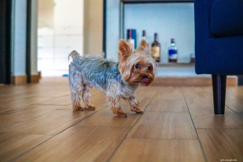 Yorkshire Terrier Breed Guide: Traits, Care, and Companionship