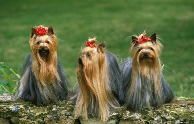 Yorkshire Terrier Breed Guide: Traits, Care, and Companionship