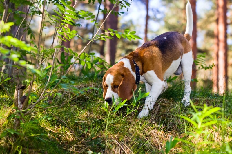 Beagle Breed Guide: Traits, Care, and Health