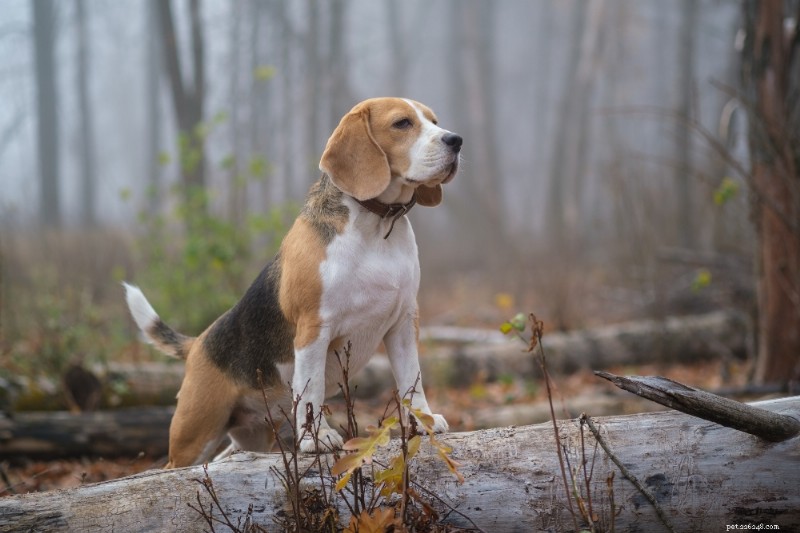 Beagle Breed Guide: Traits, Care, and Health