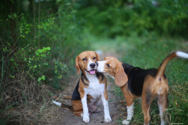 Beagle Breed Guide: Traits, Care, and Health