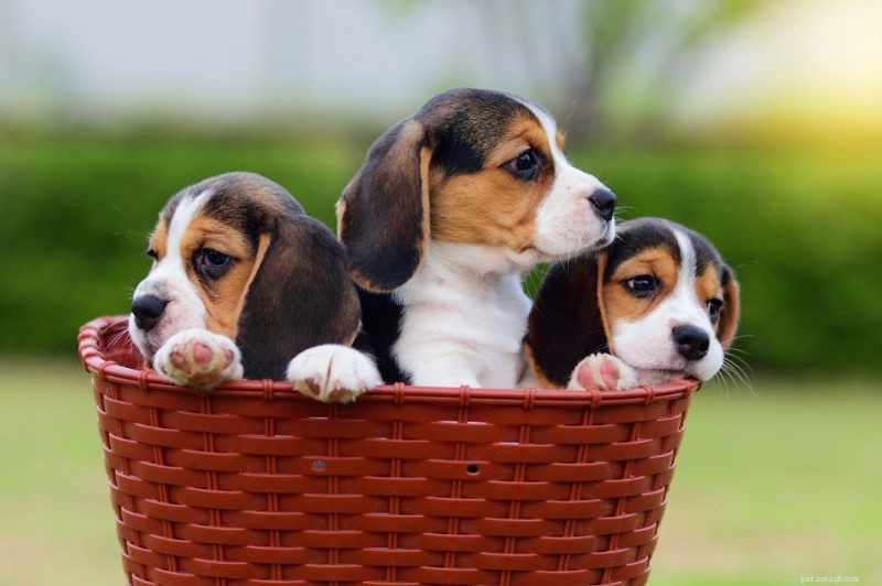 Beagle Breed Guide: Traits, Care, and Health