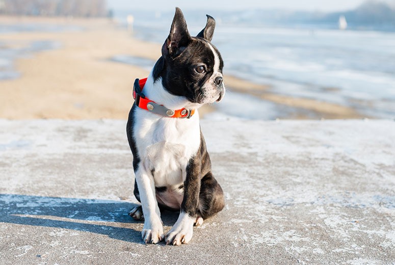 Boston Terrier Breed Guide: Traits, Care, and Why They’re the Perfect Family Companion