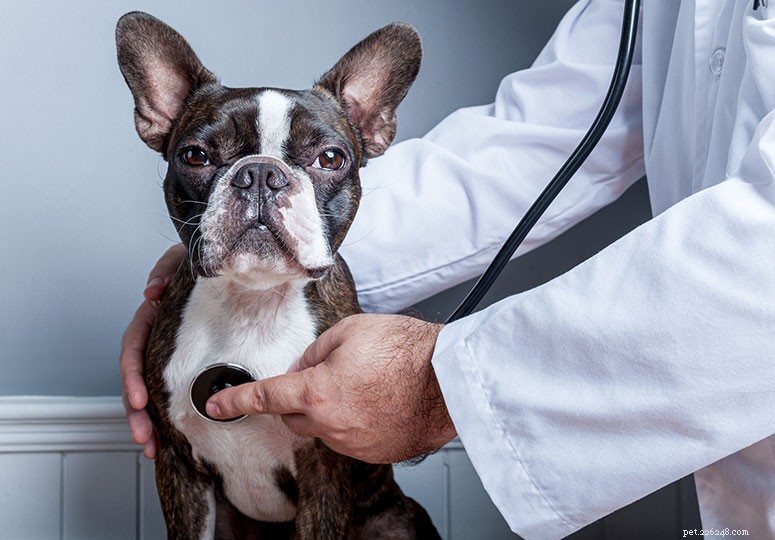 Boston Terrier Breed Guide: Traits, Care, and Why They’re the Perfect Family Companion
