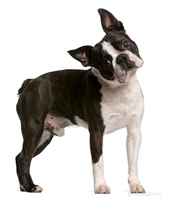 Boston Terrier Breed Guide: Traits, Care, and Why They’re the Perfect Family Companion