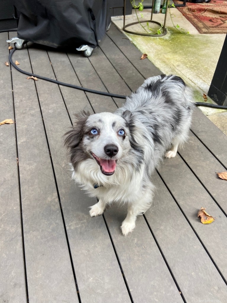 Miniature Australian Shepherd: Trusted Breed Guide