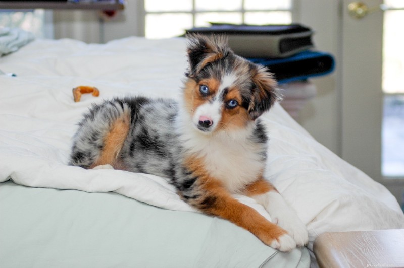 Miniature Australian Shepherd: Trusted Breed Guide