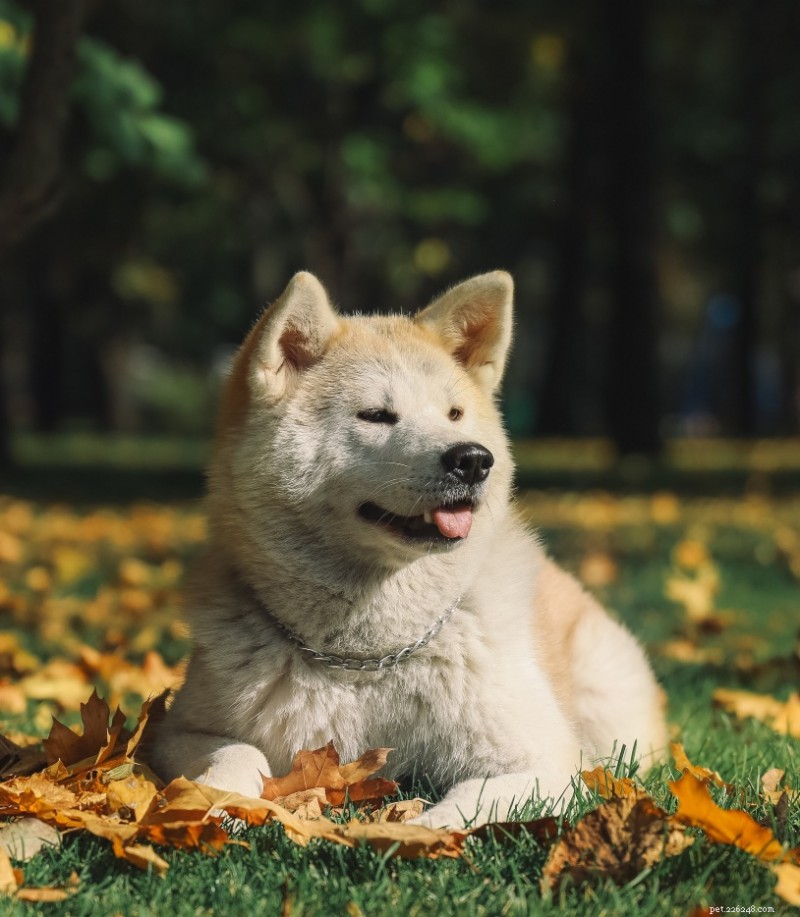 12 Dog Breeds with the Highest Shedding: Essential Grooming Guide