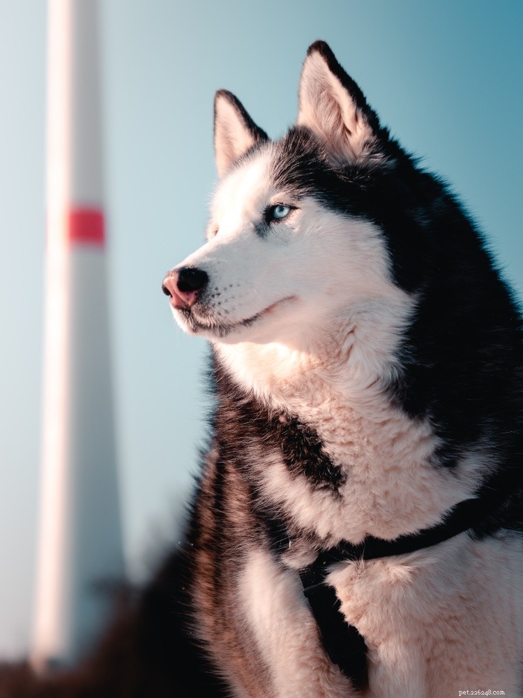 12 Dog Breeds with the Highest Shedding: Essential Grooming Guide