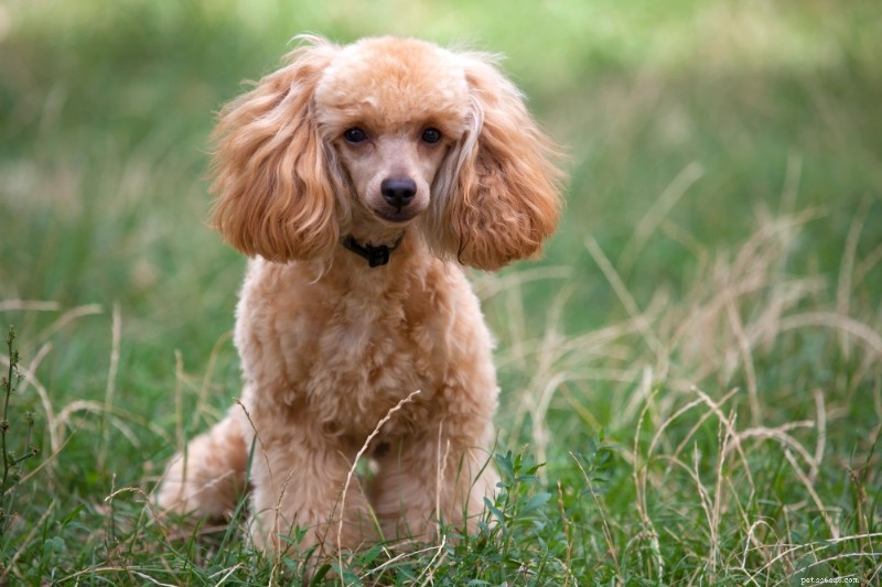Miniature Poodle Breed Guide: Traits, Care & Training Tips