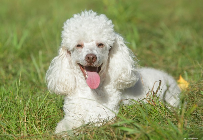 Miniature Poodle Breed Guide: Traits, Care & Training Tips