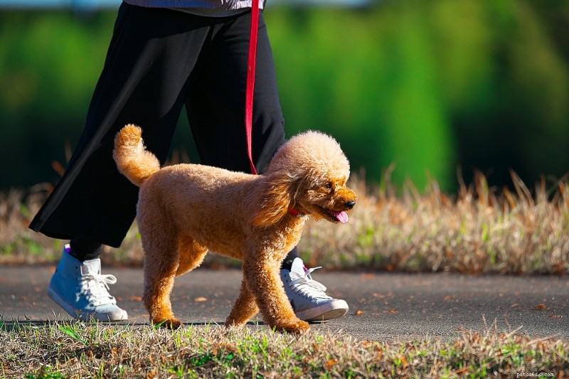 Miniature Poodle Breed Guide: Traits, Care & Training Tips