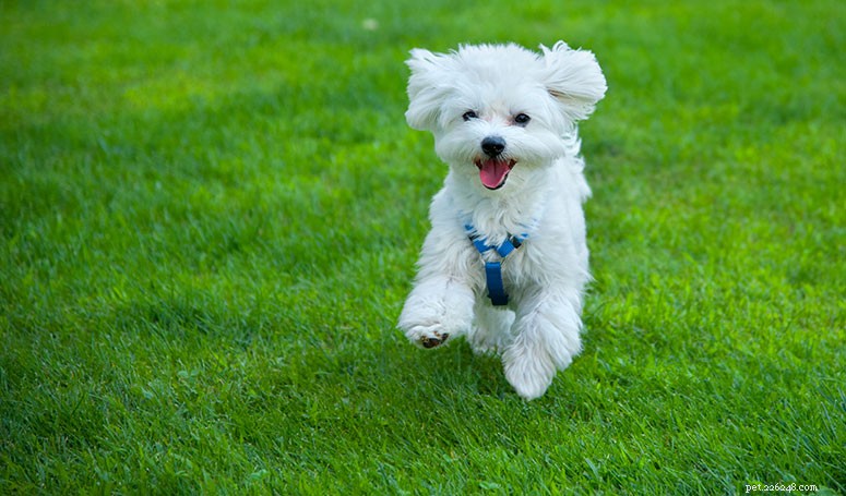 Maltese Dog Breed Guide: Traits, Care, and Training