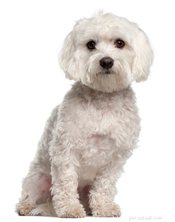 Maltese Dog Breed Guide: Traits, Care, and Training