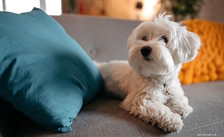 Maltese Dog Breed Guide: Traits, Care, and Training