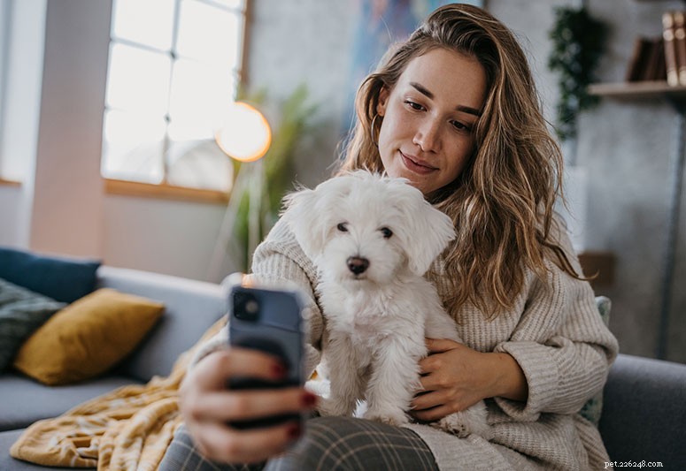Maltese Dog Breed Guide: Traits, Care, and Training
