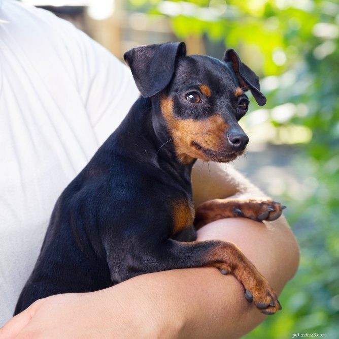 Miniature Pinscher Breed Guide: Traits, Care, and Lifestyle