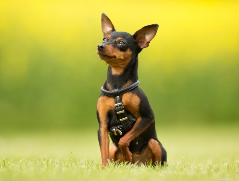 Miniature Pinscher Breed Guide: Traits, Care, and Lifestyle