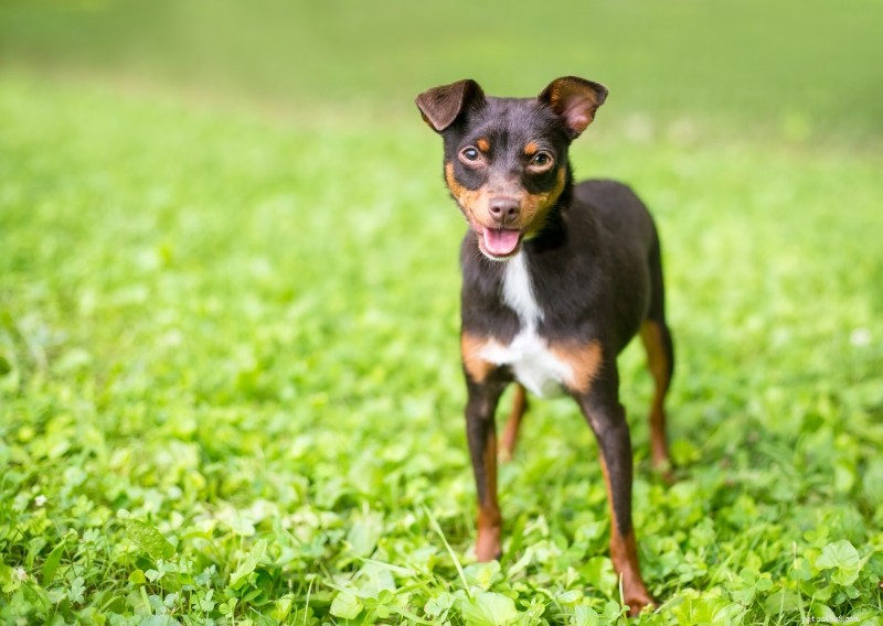 Miniature Pinscher Breed Guide: Traits, Care, and Lifestyle