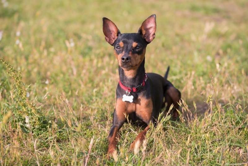 Miniature Pinscher Breed Guide: Traits, Care, and Lifestyle