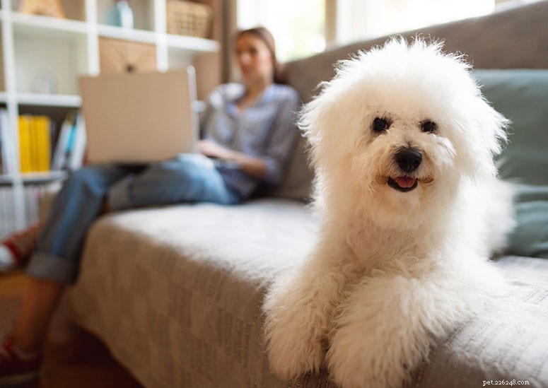 Bichon Frise Breed Guide: Characteristics, Care, and Lifestyle