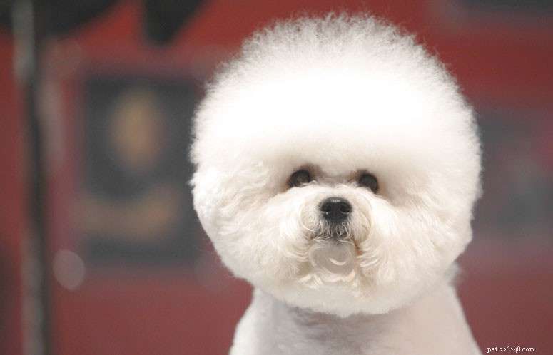 Bichon Frise Breed Guide: Characteristics, Care, and Lifestyle