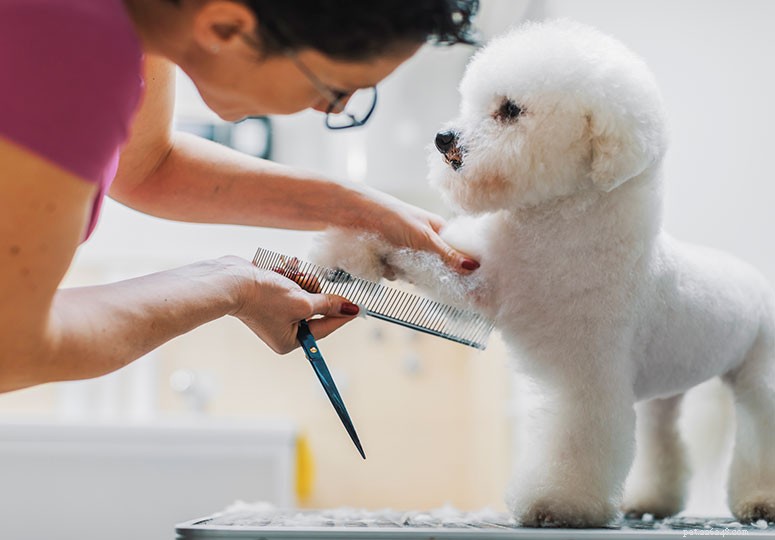 Bichon Frise Breed Guide: Characteristics, Care, and Lifestyle