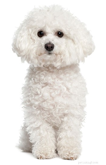 Bichon Frise Breed Guide: Characteristics, Care, and Lifestyle