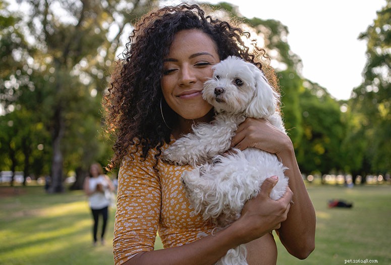 Bichon Frise Breed Guide: Characteristics, Care, and Lifestyle