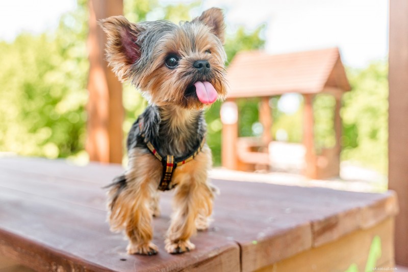 Teacup Yorkie Breed Guide: Size, Care, & Facts