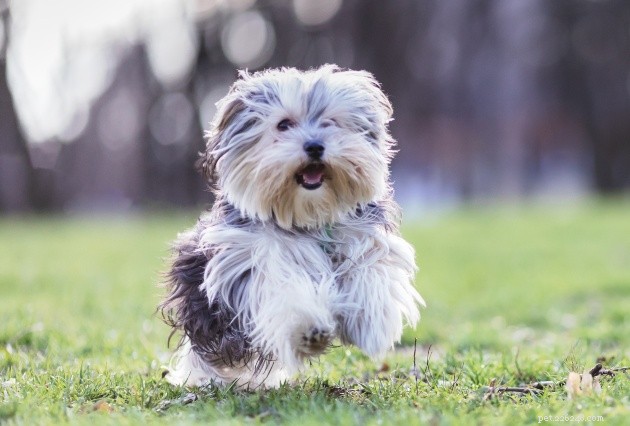 Morkie Breed Guide: Size, Care & Personality