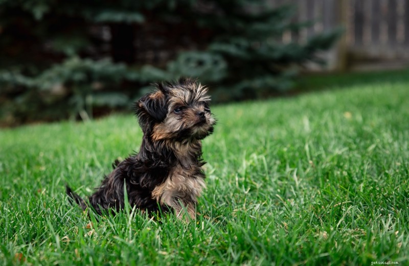 Morkie Breed Guide: Size, Care & Personality
