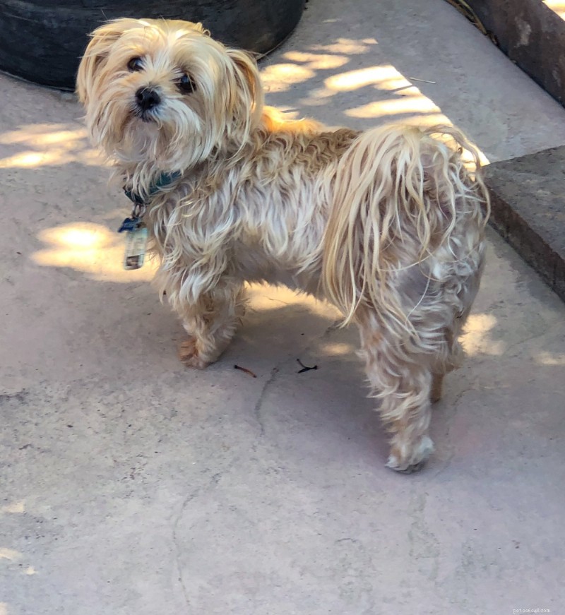 Morkie Breed Guide: Size, Care & Personality