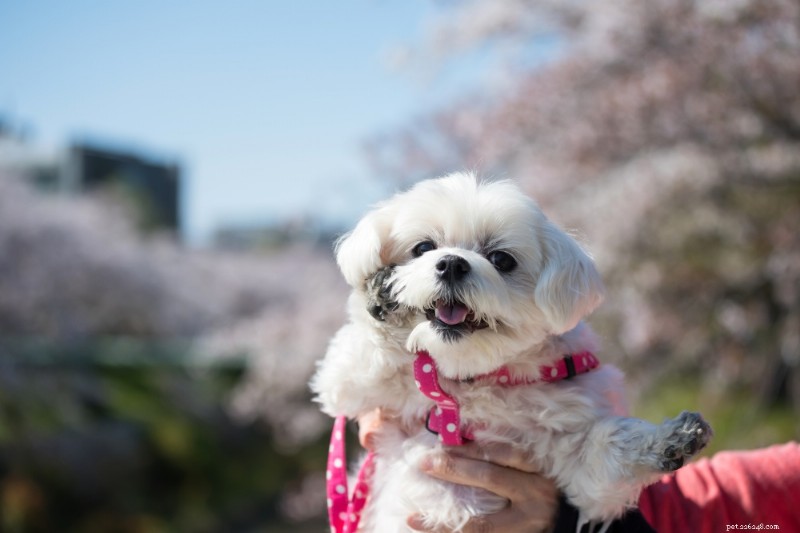 Morkie Breed Guide: Size, Care & Personality