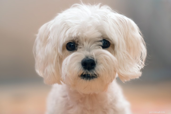 Maltipoo Breed Guide: Traits, Care, and Family Compatibility