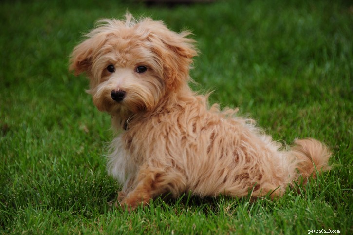 Maltipoo Breed Guide: Traits, Care, and Family Compatibility