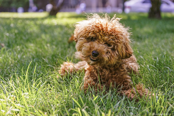 Maltipoo Breed Guide: Traits, Care, and Family Compatibility