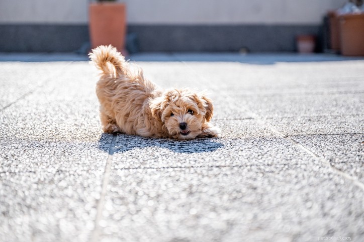 Maltipoo Breed Guide: Traits, Care, and Family Compatibility