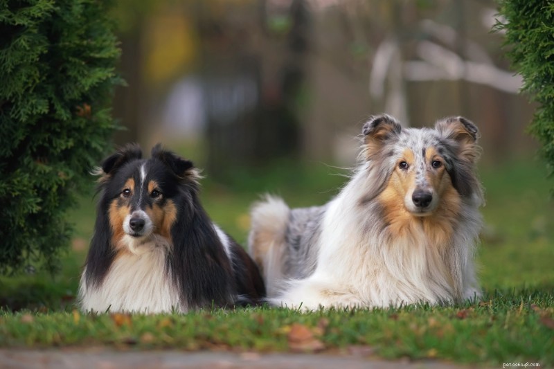 Shetland Sheepdog (Sheltie) Breed Guide – Traits, Care & Lifestyle