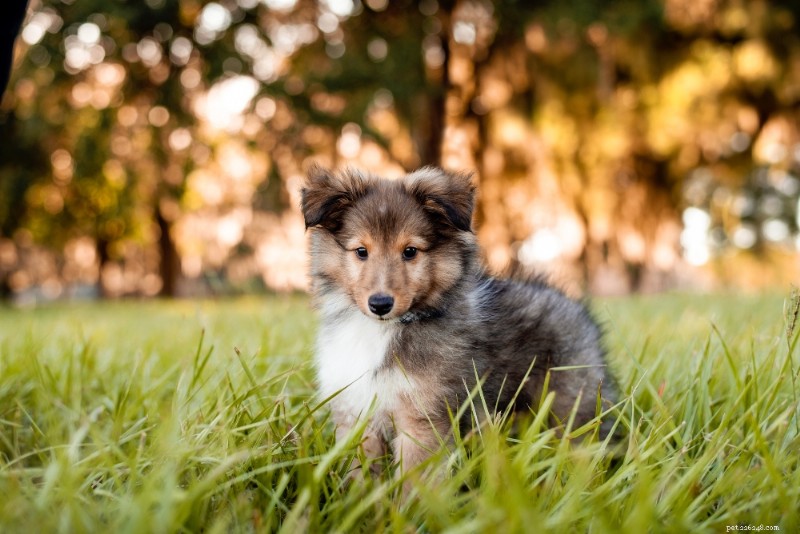 Shetland Sheepdog (Sheltie) Breed Guide – Traits, Care & Lifestyle