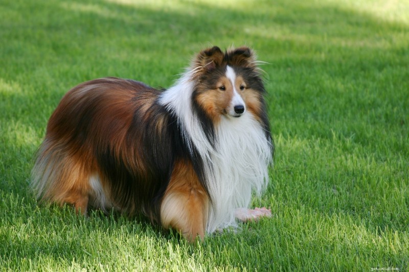 Shetland Sheepdog (Sheltie) Breed Guide – Traits, Care & Lifestyle