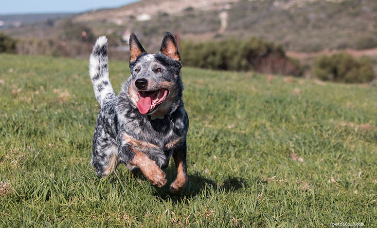 Australian Cattle Dog: Essential Breed Guide for Prospective Owners