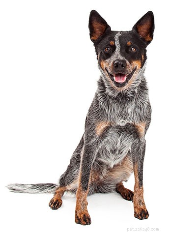 Australian Cattle Dog: Essential Breed Guide for Prospective Owners
