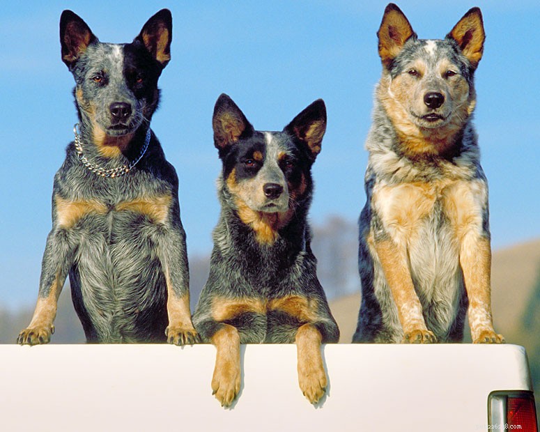 Australian Cattle Dog: Essential Breed Guide for Prospective Owners