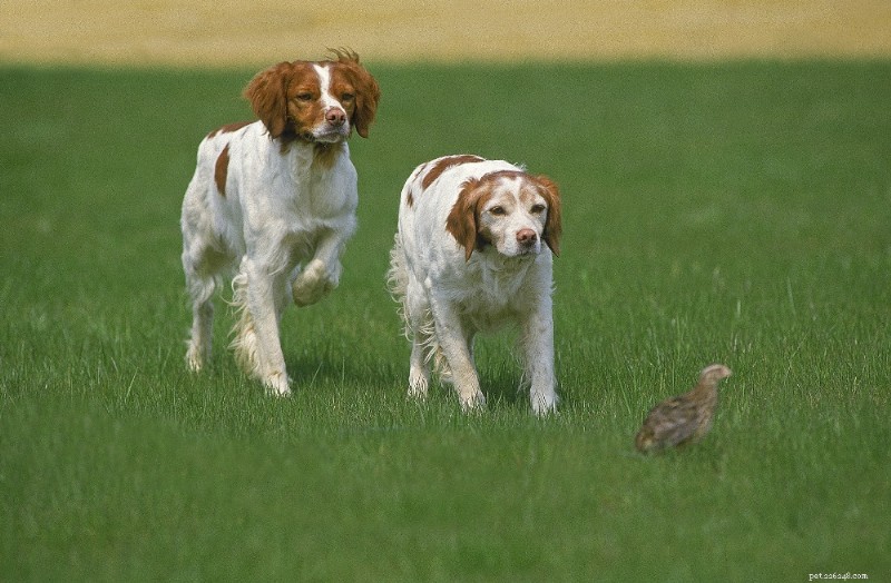 Brittany Spaniel Guide: Traits, Training & Care for Active Families