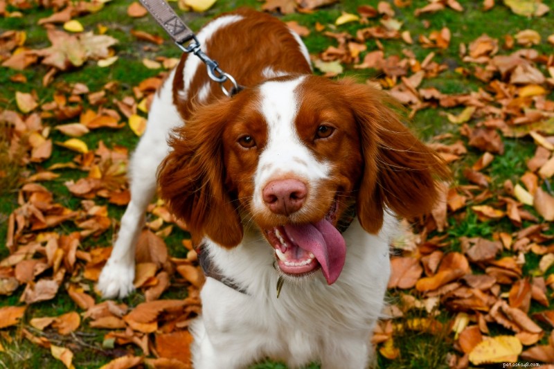 Brittany Spaniel Guide: Traits, Training & Care for Active Families