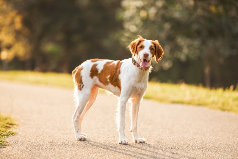 Brittany Spaniel Guide: Traits, Training & Care for Active Families