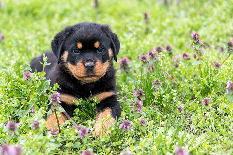 Rottweiler Breed Guide: Traits, Care & Training